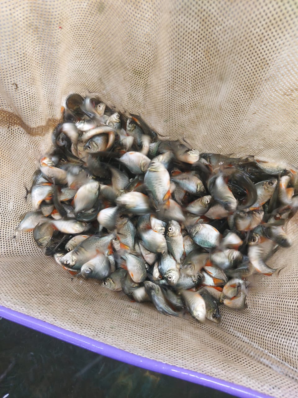 Bibit Ikan Bawal
