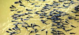 Bibit Ikan Lele