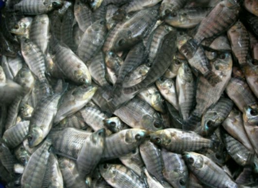 Bibit Ikan Nila
