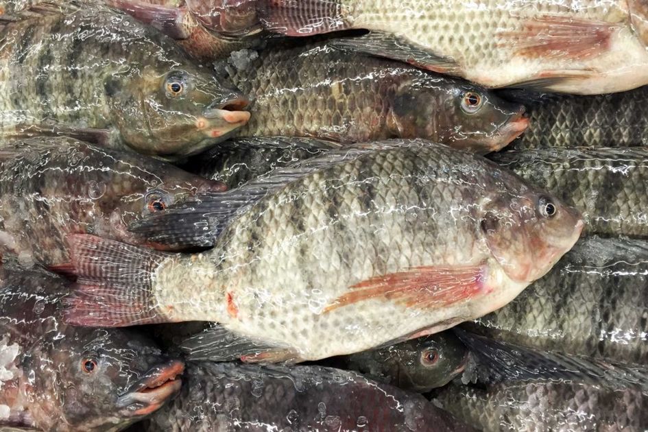 Ikan Mujair