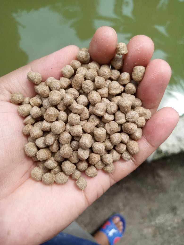 Pakan ikan