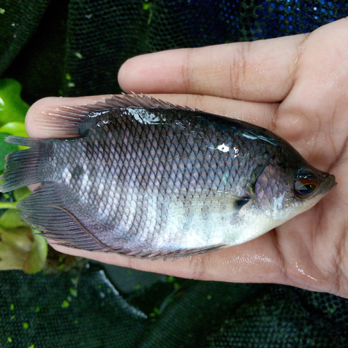 Benih Ikan Gurameh