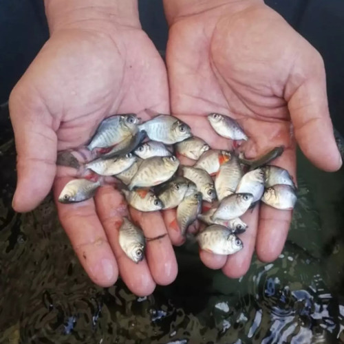 Benih Ikan Bawal
