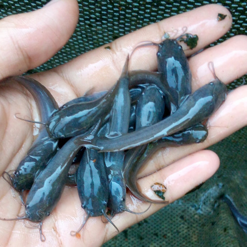 bibit ikan lele sangkuriang