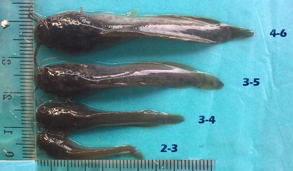 Benih Ikan Lele