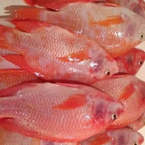 Ikan nila