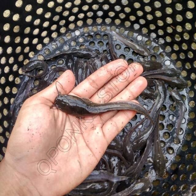 Bibit Lele ukuran 9-10 cm