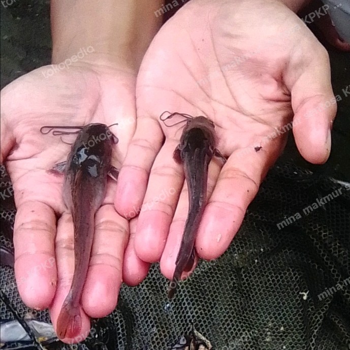 Bibit Ikan Lele Sangkuriang ukuran : 10-