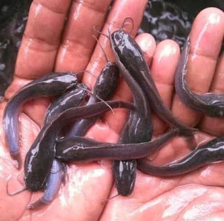 Benih Ikan Lele